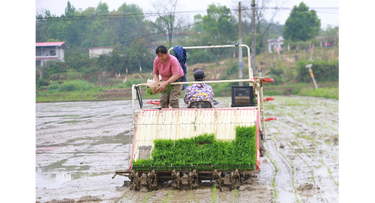 新邵：18.3万亩早稻移栽全面展开 机械化作业助力春耕提速