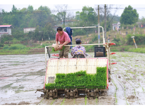 新邵：18.3万亩早稻移栽全面展开 机械化作业助力春耕提速