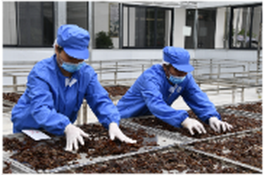 新邵淳精源食品科技：九蒸九晒黄精 打通助农增收链