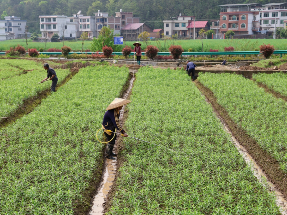新邵：春耕种药忙  致富有“良方”