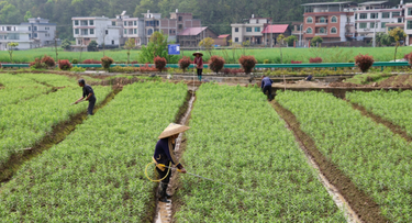 新邵：春耕种药忙  致富有“良方”