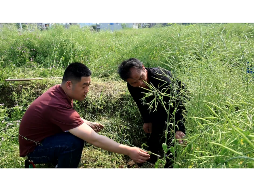 新邵：农技力量下沉田间 护航油菜丰产“最后一公里”