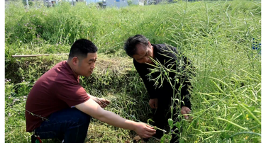 新邵：农技力量下沉田间 护航油菜丰产“最后一公里”