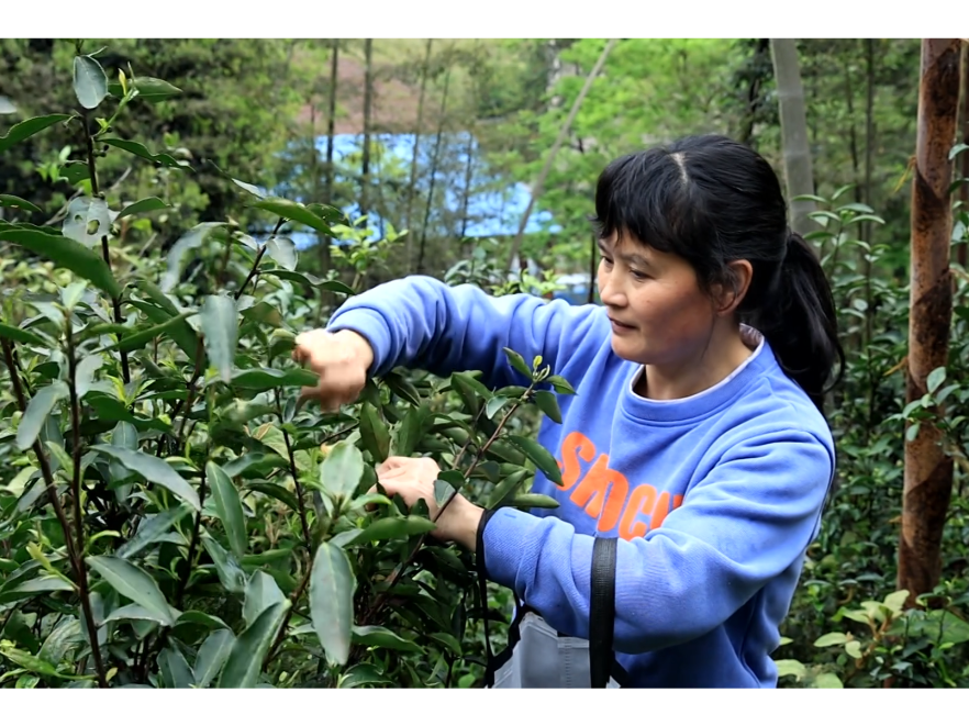 新邵：深山野茶成“金叶” 春日采摘促增收