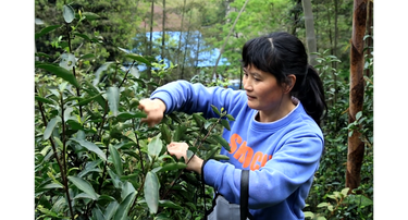 新邵：深山野茶成“金叶” 春日采摘促增收