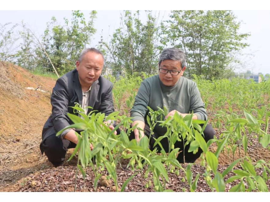 新邵：春耕好时节 玉竹管护忙