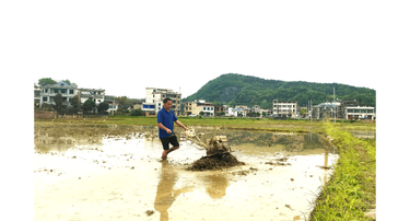 新邵巨口铺镇：抓实中稻扩面守牢粮食安全底线