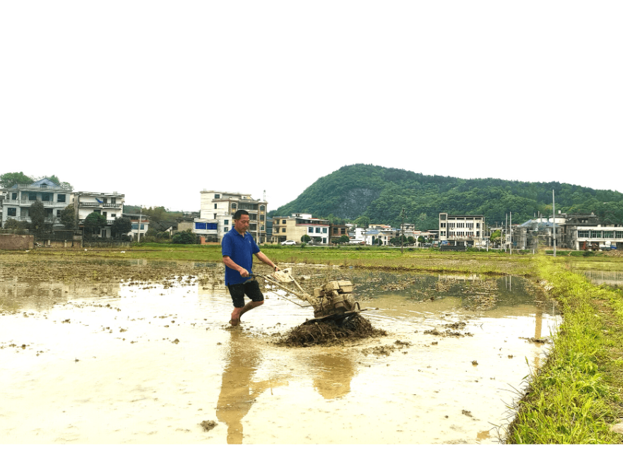 新邵巨口铺镇：抓实中稻扩面守牢粮食安全底线