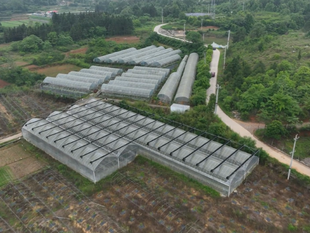 新邵：巧用大棚空档期 接茬轮作长出“增收椒”