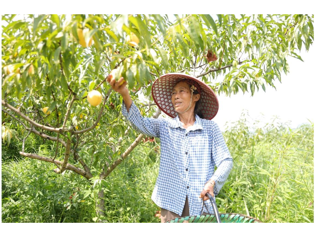 新邵月亮湖：黄桃满枝条促农富 农旅融合激活乡村振兴新动能