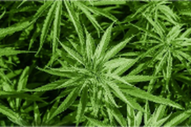 大学生吃下同学给的“软糖”，全身乏力、头晕，就医后才知道是大麻！