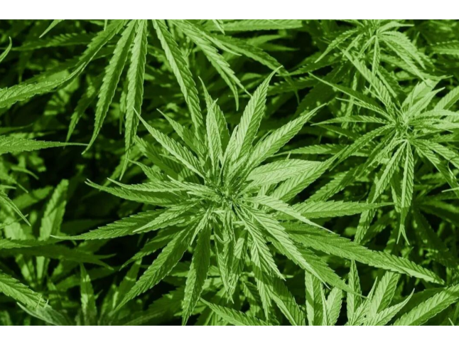 大学生吃下同学给的“软糖”，全身乏力、头晕，就医后才知道是大麻！