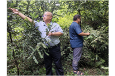 新邵县：强化巡查护珍“杉”