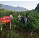 周作枚:小药材种出致富大产业