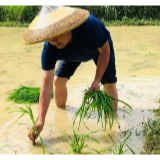 刘东红：劳务经理返乡兴农当“田倌”