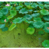 石枧村：“荒塘”变“荷田”转型种植助增收