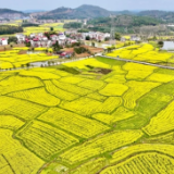 武冈：21万亩油菜花海催生春日经济新动能