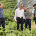 龚畅到乡镇调研油茶产业发展