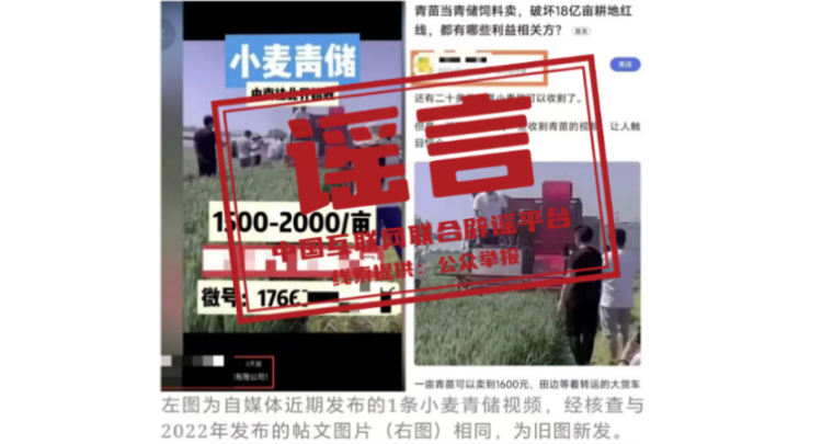 “收割未成熟小麦作青贮饲料”不实（2026·04·22）