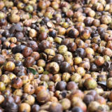 油茶花开满山岗 特色产业增收忙
