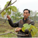 晏田乡扶塘村：良种油桐迎丰收 村民地里捡果忙