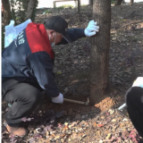 我市启动城区绿化白蚁防治工作
