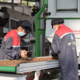 全自动机械化茶油籽加工：高效增收助力乡村振兴