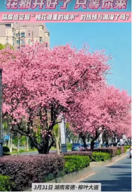 『常德』花都开好了，只等你来！[勾引][爱心] 隔屏感受到“桃花源里的城市”的热情与浪漫了吗？[色]🌸#常德旅游#桃花源里·美好生活「第三届常德旅发大会」