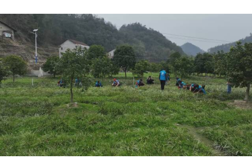 【拼搏有澧进行时】海福农业：石菖蒲产业铺就乡村振兴“致富路”