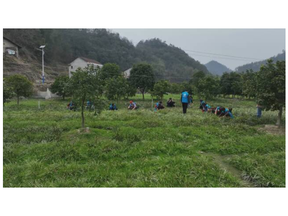 【拼搏有澧进行时】海福农业：石菖蒲产业铺就乡村振兴“致富路”