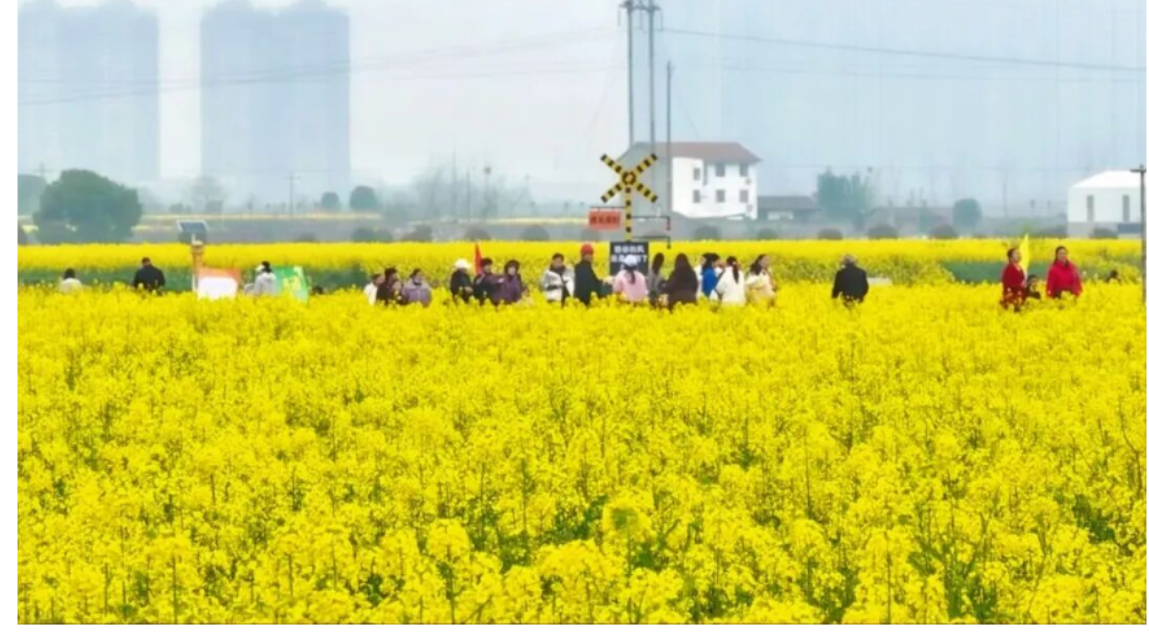 澧南镇:万亩油菜花海文旅活动启幕 田园趣味引客来