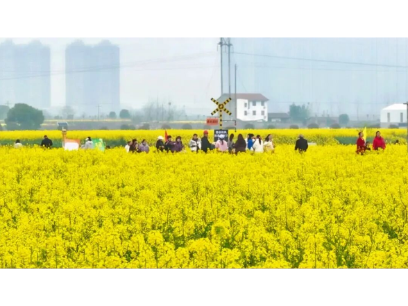 澧南镇万亩油菜花海