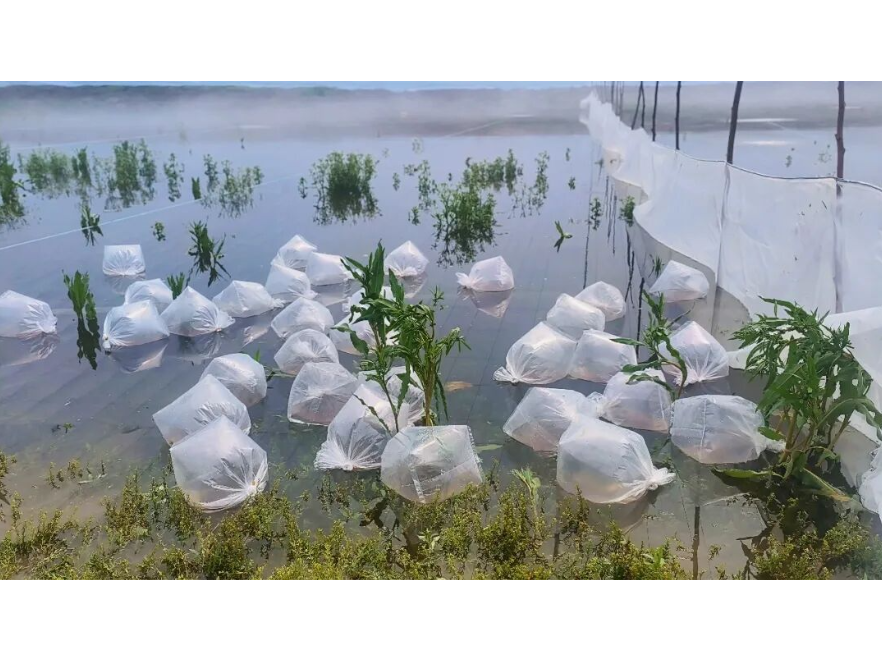 澧县实施“双虾引领”战略 打造全省最大虾类养殖基地