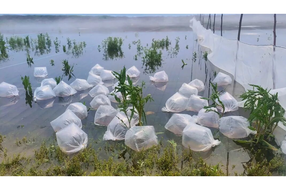 澧县实施“双虾引领”战略 打造全省最大虾类养殖基地