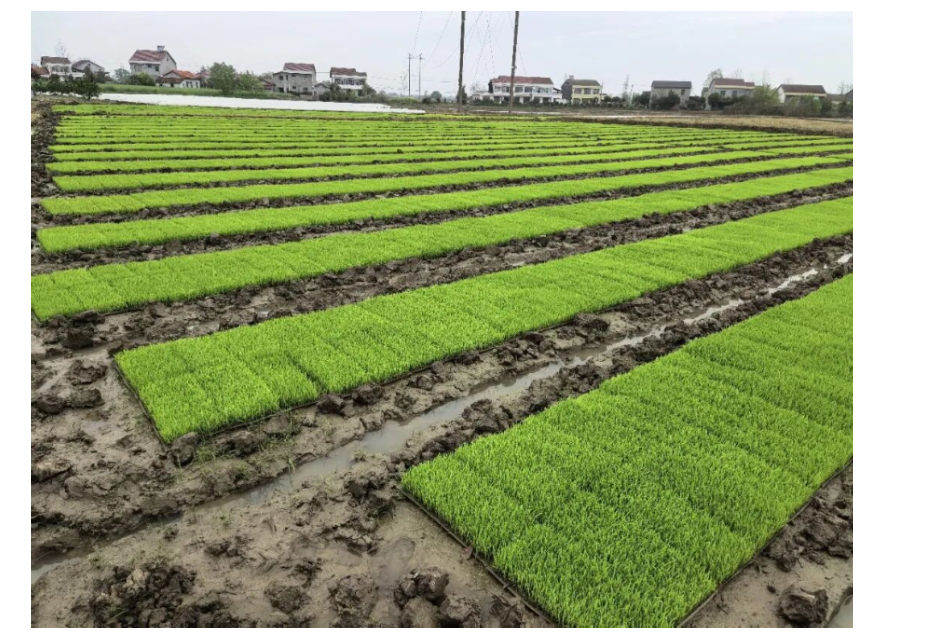 城头山镇：智能化育秧助春耕 “田间课堂”送技忙