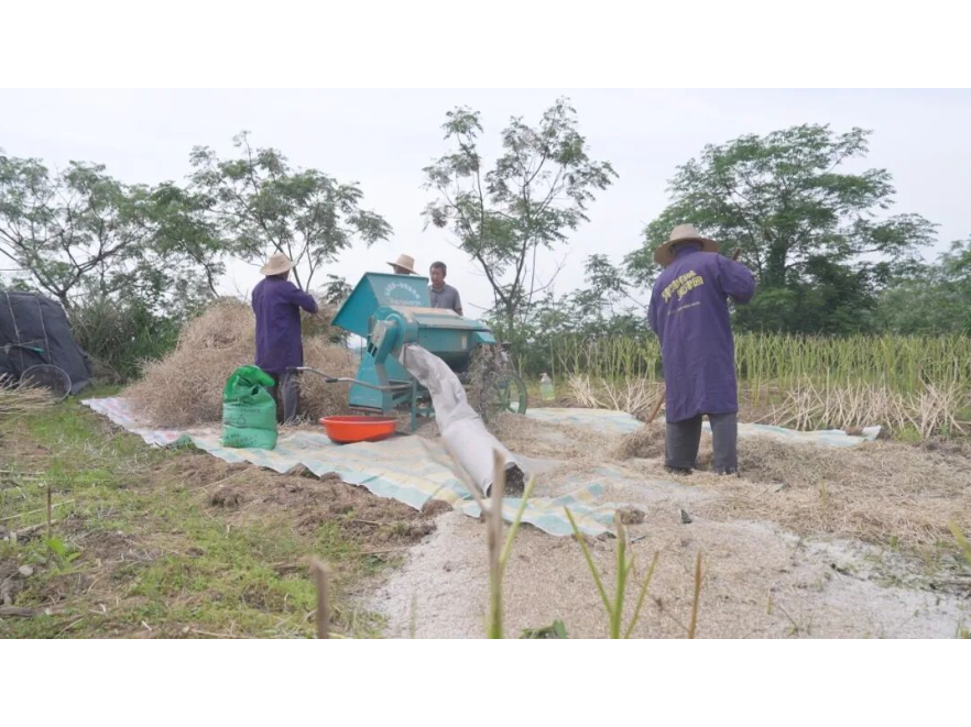 【镇街新闻】澧南镇：免费脱粒粉碎服务 破解油菜秸秆处置难题