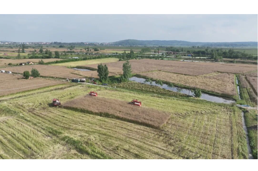 澧县63.85万亩油菜迎丰收