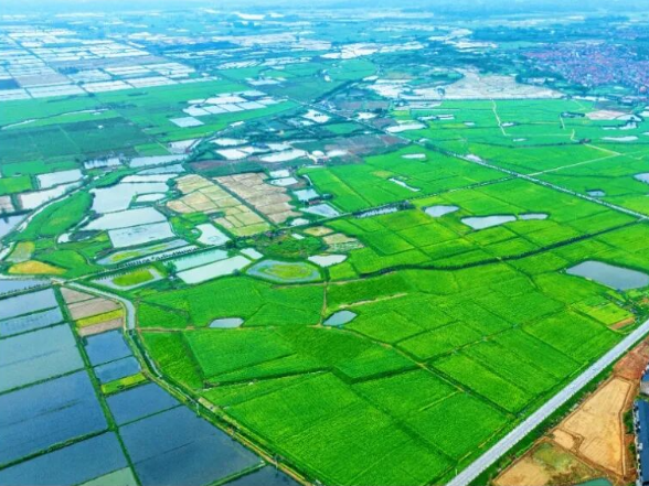 【“群腐”整治见成效】田好了，心稳了——澧县高标准农田建设整治纪实