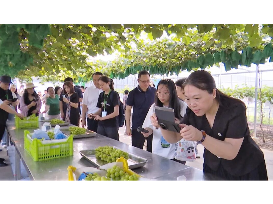澧县第二十一届葡萄节 | 湘疆自媒体达人采风 共赴“甜蜜之约”