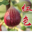晒秋！晒出澧县的五彩斑斓