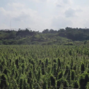 火连坡镇：药材种下地 订金送上门