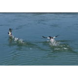 桃江:“水中大熊猫”中华秋沙鸭再现羞女湖