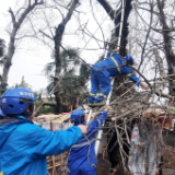 桃江:树木倒伏压民房 新华应急救援队员快速除险
