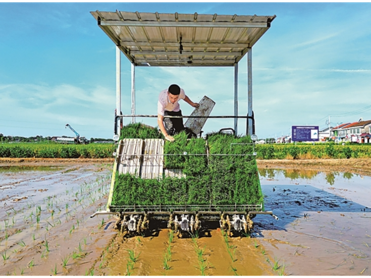 守住管好“洞庭粮仓” ——湖南常德全方位夯实粮食安全根基