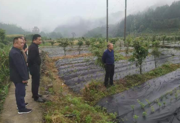 胡雨龙带队调研赋能莓茶高质量发展工作