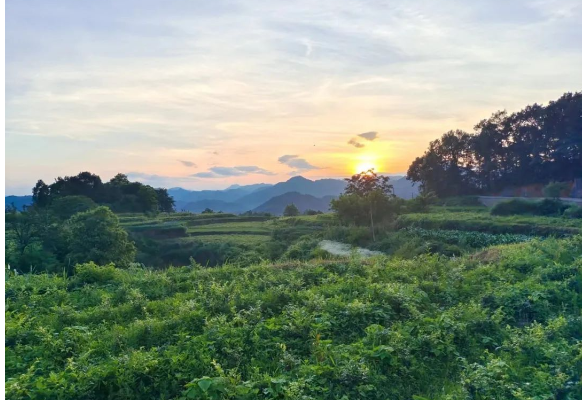 好评中国丨首发经济激活消费生态“一池春水”