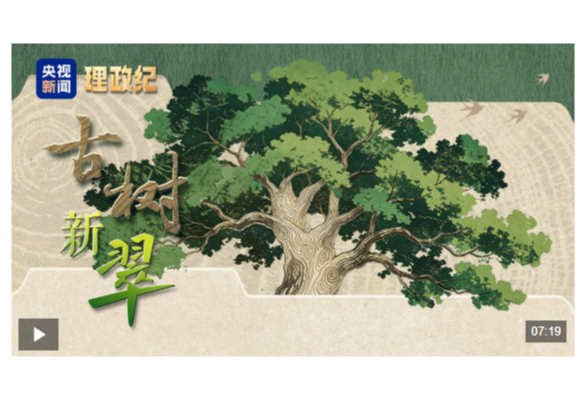 理政纪丨古树新翠
