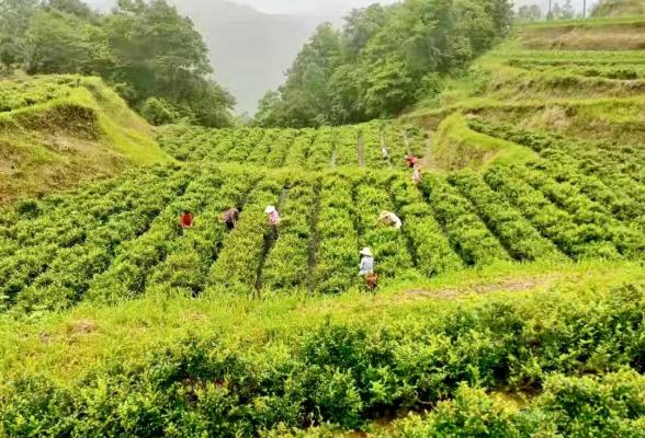 好评中国 | 以“三心”服务为民营经济发展保驾护航