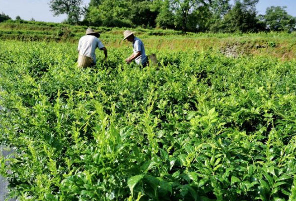好评中国丨以“数”赋能，向“新”图强，擘画数字湖南新蓝图