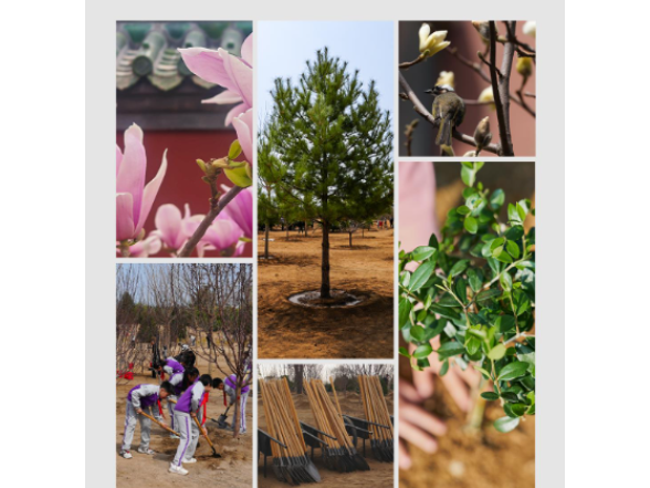 时政新闻眼丨在首都义务植树活动现场，习近平强调这件利国利民的大事